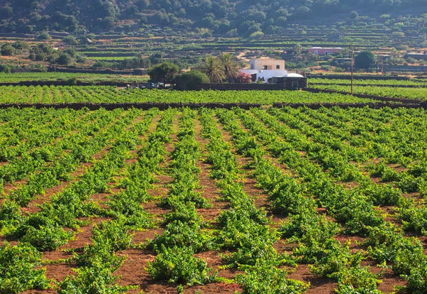 Vino Passito di Pantelleria DOC: Caratteristiche e Produzione