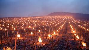 The ancient ritual of fires between the rows of vines