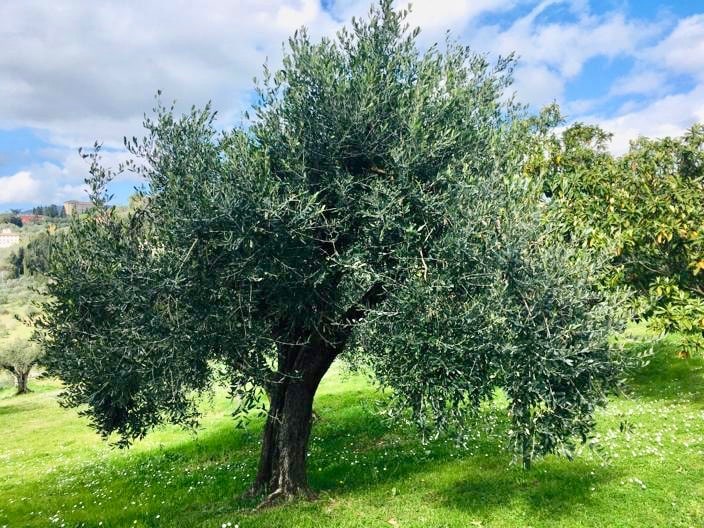 Geschichte und Eigenschaften des Oliven- oder Olivenbaums.