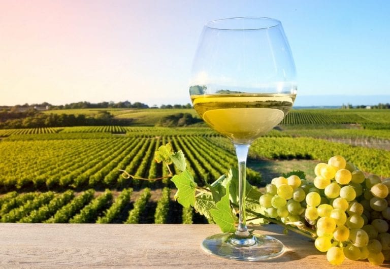 Verdicchio, a white grape variety among the most important in Italy.