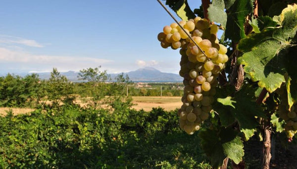 Lugana: the best-selling wine in Italy in 2022 produced from native vines.