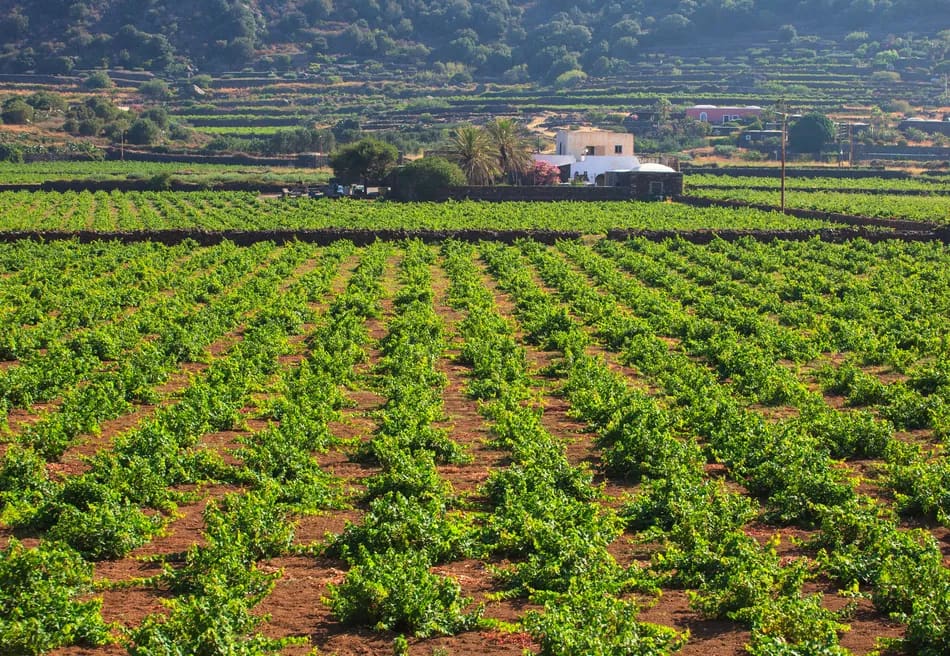 Passito di Pantelleria DOC wine: Characteristics and Production